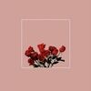 __roses